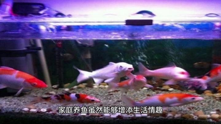 家里用水族魚缸的利弊 全國水族館企業名錄 第8張 家里用水族魚缸的利弊 家里用水族魚缸的利弊 全國水族館企業名錄 第8張