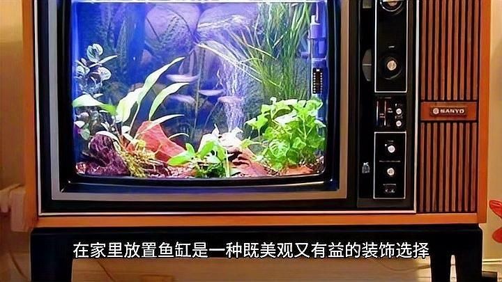 家里用水族魚缸的利弊 全國水族館企業名錄 第10張 家里用水族魚缸的利弊 家里用水族魚缸的利弊 全國水族館企業名錄 第10張