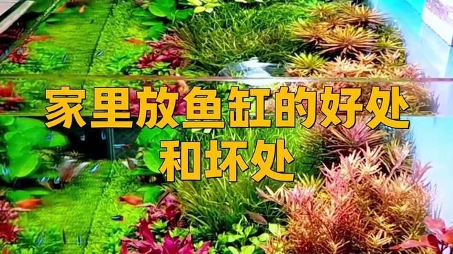 家里用水族魚缸的利弊 全國水族館企業名錄 第1張 家里用水族魚缸的利弊 家里用水族魚缸的利弊 全國水族館企業名錄 第1張