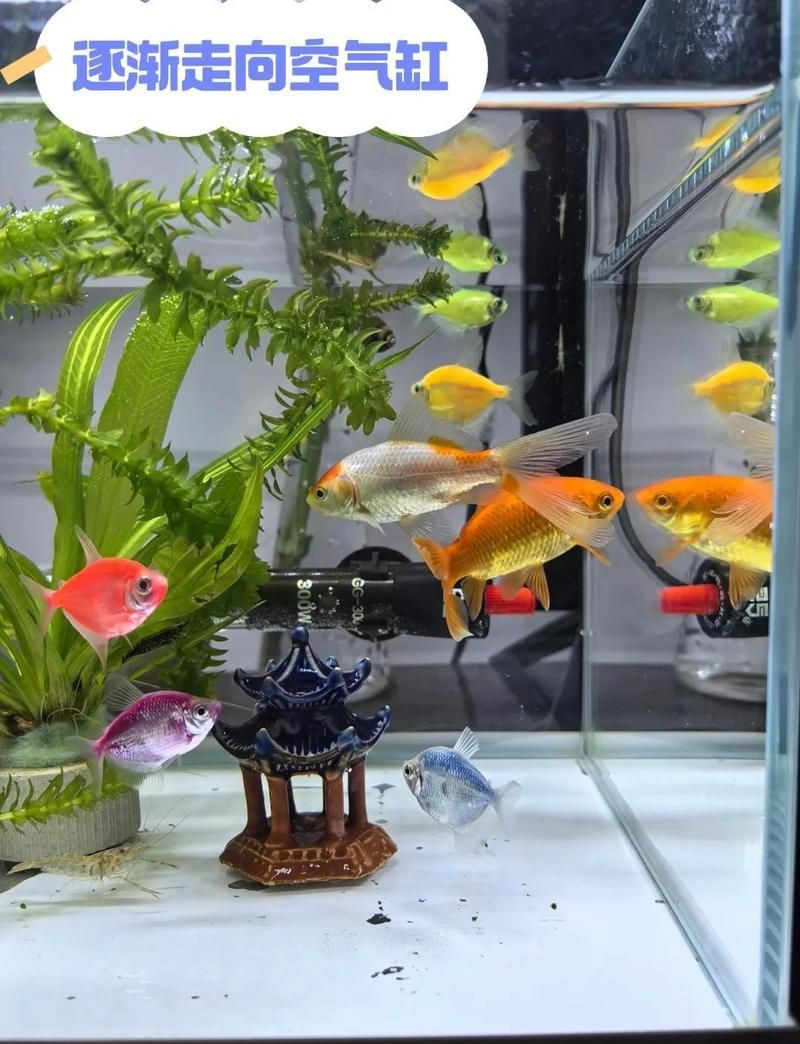 平涼魚缸維護