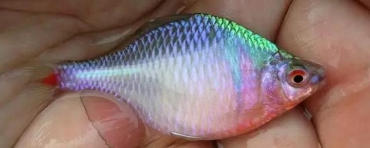 平涼魚缸維護