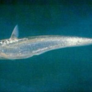 廣東鱭魚是什么魚
