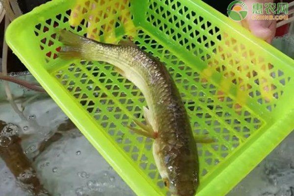 廣東鱭魚是什么魚