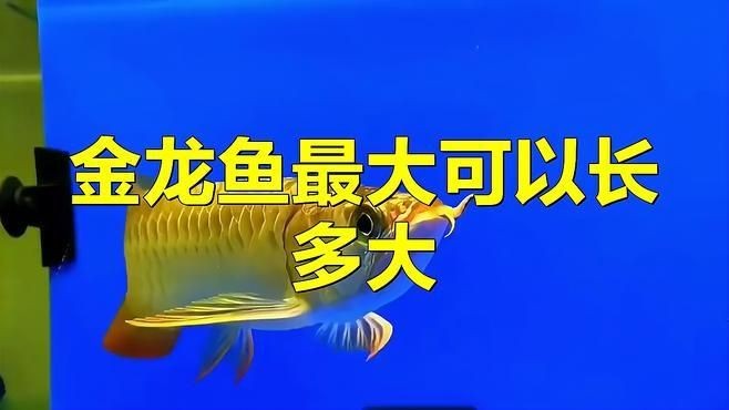 金頭過背金龍魚能長到五十厘米嗎視頻