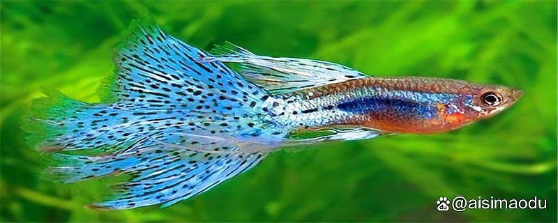 家庭合適養什么魚