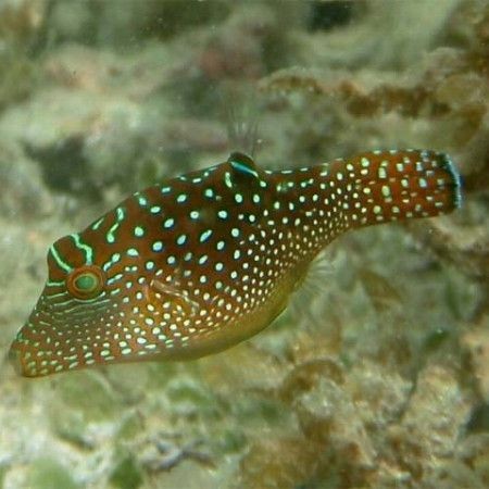 尖鼻子魚是什么魚