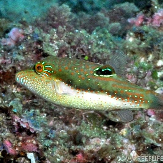 尖鼻子魚是什么魚