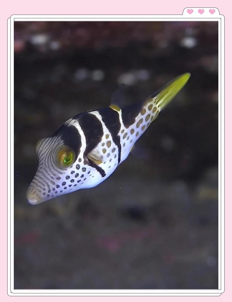 尖鼻子魚是什么魚