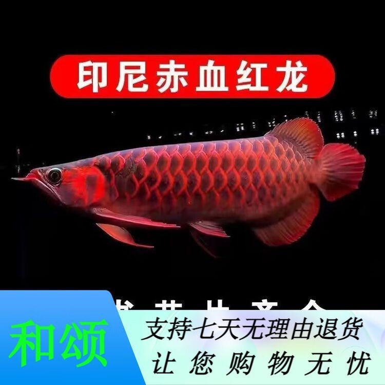 金頭古典過背
