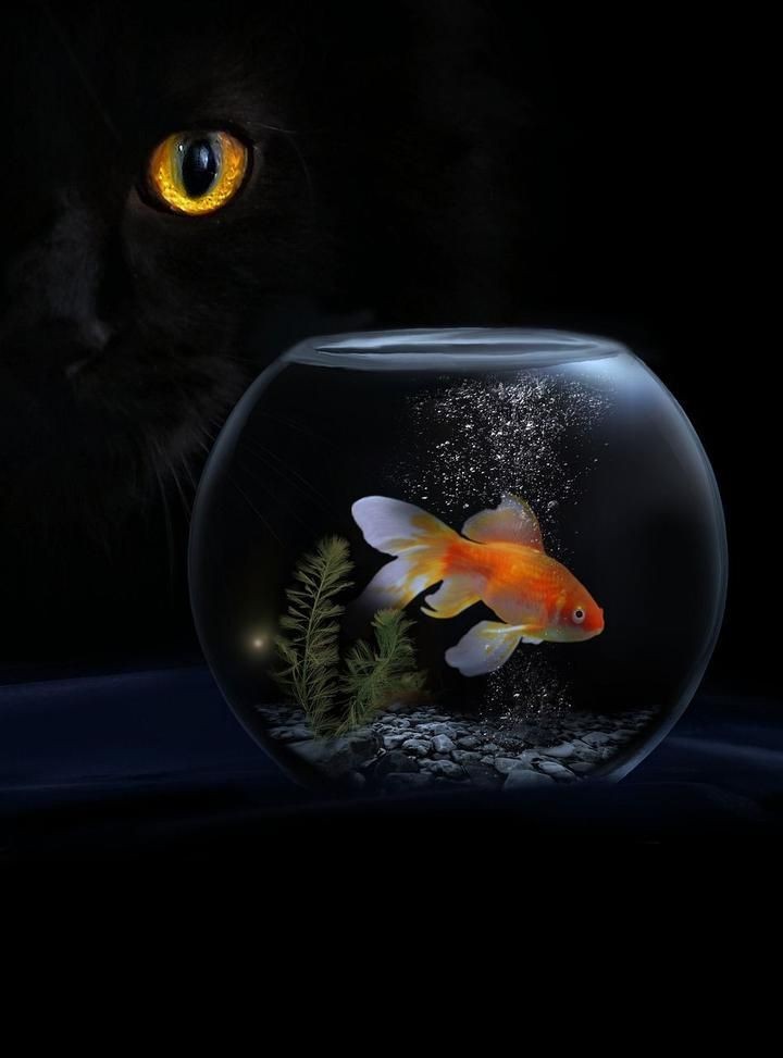 家養鯰魚是聚財還是破財