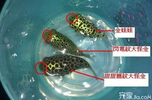 金娃娃潛水艇有毒嗎