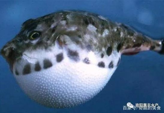河豚生氣幾次會死 龍魚論壇 第5張 河豚生氣幾次會死 河豚生氣幾次會死 龍魚論壇 第5張