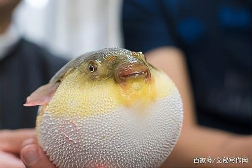 河豚生氣幾次會死 龍魚論壇 第14張 河豚生氣幾次會死 河豚生氣幾次會死 龍魚論壇 第14張