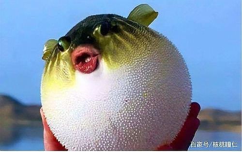 河豚生氣幾次會死 龍魚論壇 第3張 河豚生氣幾次會死 河豚生氣幾次會死 龍魚論壇 第3張