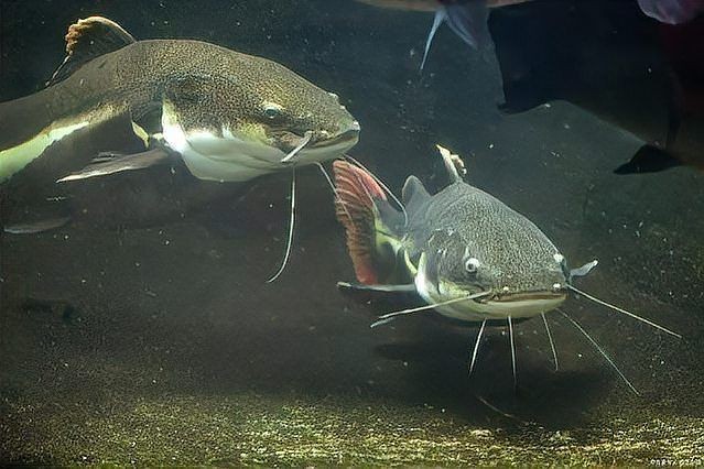 家里養鯰魚有什么預兆