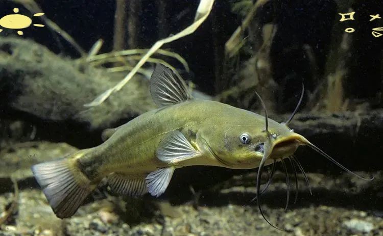 家里養鯰魚有什么預兆