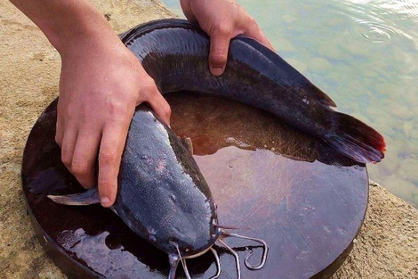 家里養鯰魚有什么預兆
