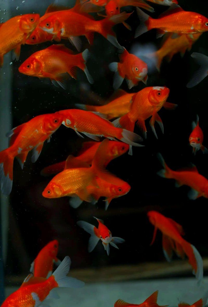 麗江魚缸店 全國水族館企業名錄 第5張 麗江魚缸店 麗江魚缸店 全國水族館企業名錄 第5張