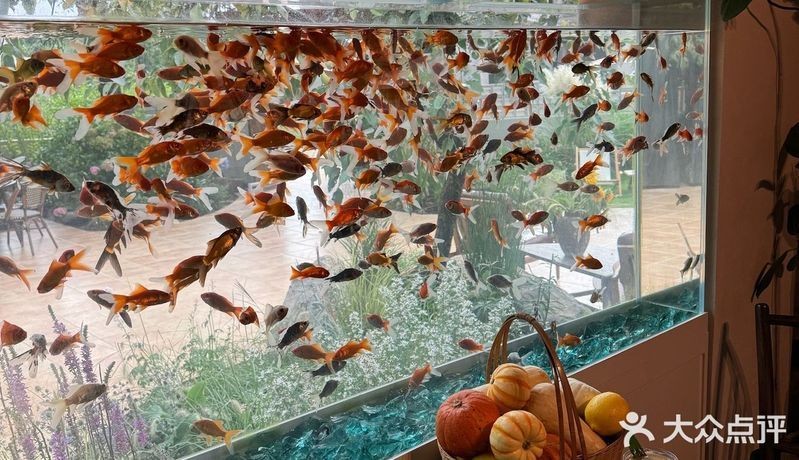 麗江魚缸店 全國水族館企業名錄 第8張 麗江魚缸店 麗江魚缸店 全國水族館企業名錄 第8張