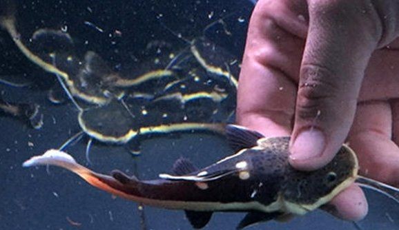 金絲貓魚和招財貓魚的區別