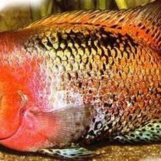 火鳳凰魚是兇魚還是吉魚