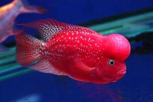 火鳳凰魚是兇魚還是吉魚