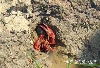 海洋弧菌感染早期圖片