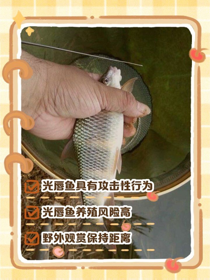 光唇魚為什么不建議養