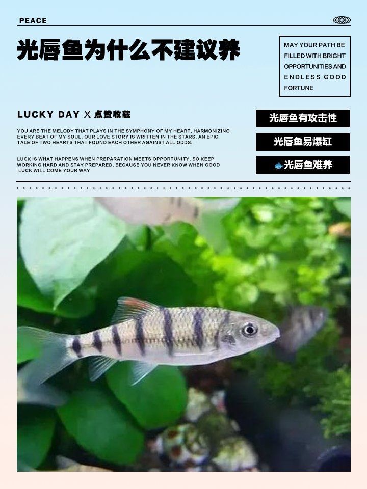 光唇魚為什么不建議養