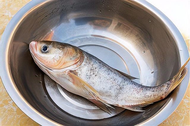 灰狗頭魚不能養(yǎng)的原因