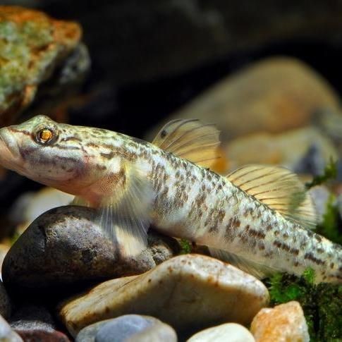 河邊常見的蝦虎魚