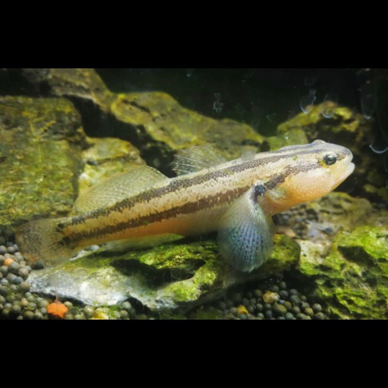 河邊常見的蝦虎魚