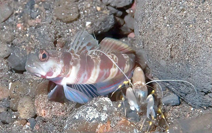 河邊常見的蝦虎魚