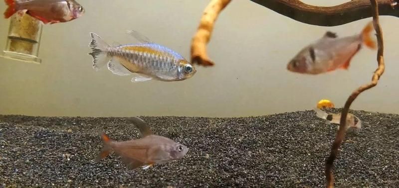 剛果美人會咬別的魚嗎：關于剛果美人的飼養
