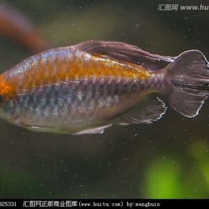 剛果美人會咬別的魚嗎：關于剛果美人的飼養