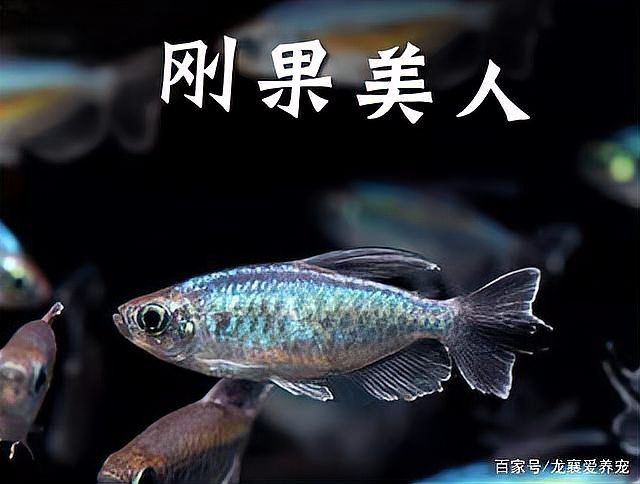 剛果美人會咬別的魚嗎：關于剛果美人的飼養