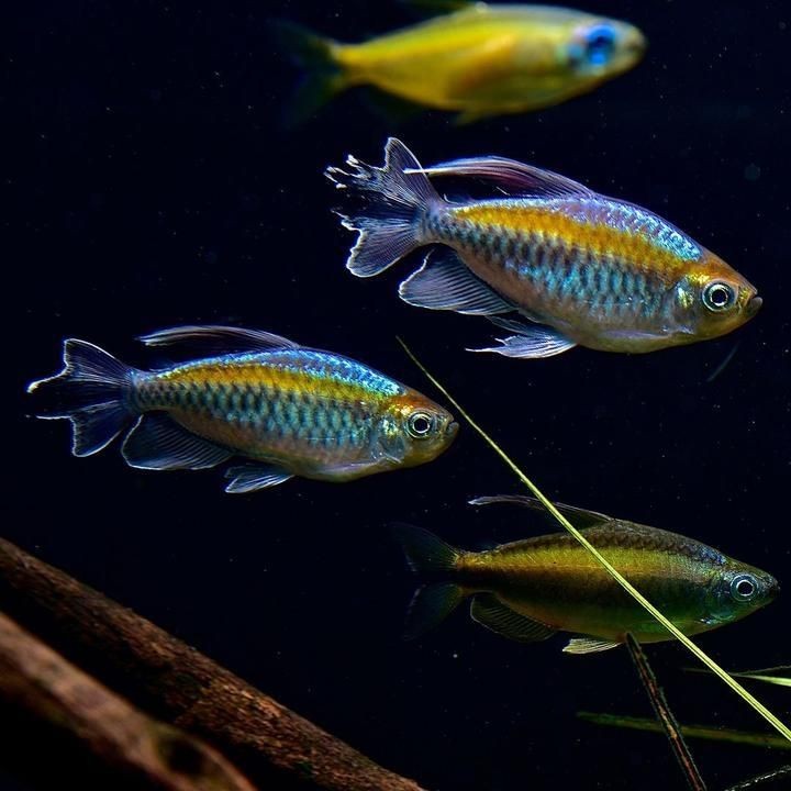 剛果美人會咬別的魚嗎：關于剛果美人的飼養