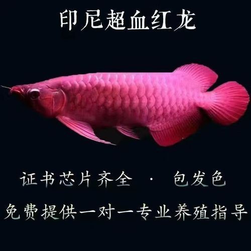 紅龍魚苗圖片：動輒幾萬元的紅龍魚,究竟哪里出彩讓你領略顏色的完美轉變