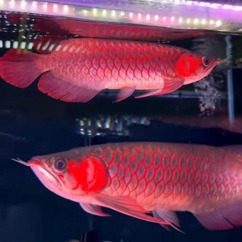 紅龍魚苗圖片：動輒幾萬元的紅龍魚,究竟哪里出彩讓你領略顏色的完美轉變