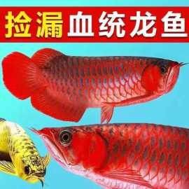 紅龍魚苗圖片：動輒幾萬元的紅龍魚,究竟哪里出彩讓你領略顏色的完美轉變