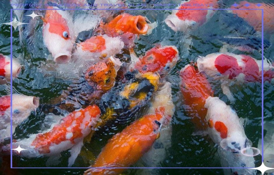 家里養(yǎng)錦鯉有什么講究：養(yǎng)錦鯉需要注意什么