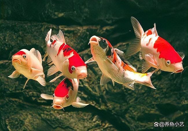 家里養(yǎng)錦鯉有什么講究：養(yǎng)錦鯉需要注意什么