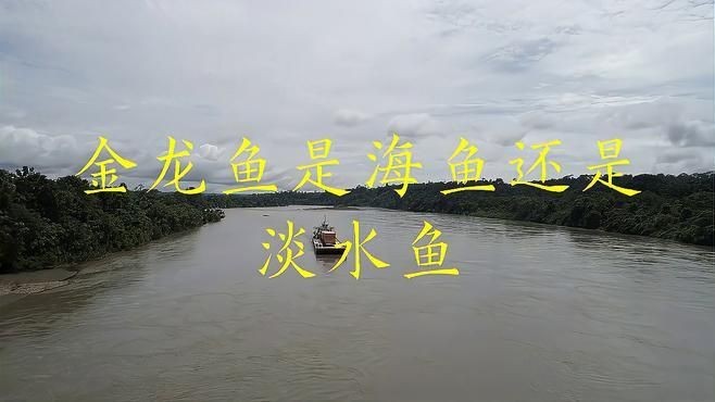 海魚金龍魚是哪種：“海魚金龍魚”存在常見認知誤區金龍魚是什么魚