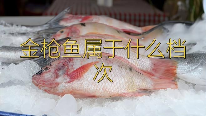 金槍魚屬于什么檔次：三文魚和金槍魚到底誰更貴