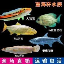 河虎魚價格表今日報價：今日河虎魚市場價格動態調整態勢受產地供應量、物流成本等多重因素影響