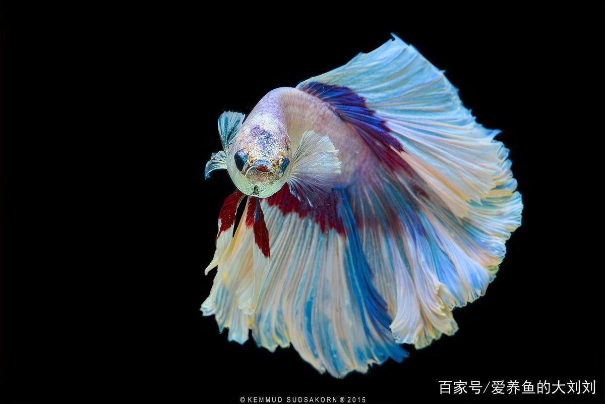 活性炭魚缸濾材料：活性炭在魚缸中的應(yīng)用
