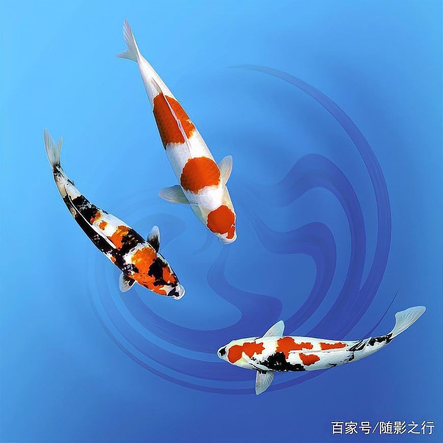 5條魚最旺的三個屬相：5條魚，且最旺運勢的三大屬相