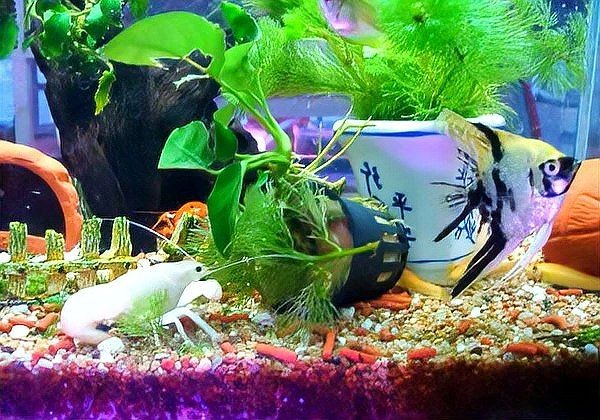 5條魚最旺的三個屬相：5條魚，且最旺運勢的三大屬相