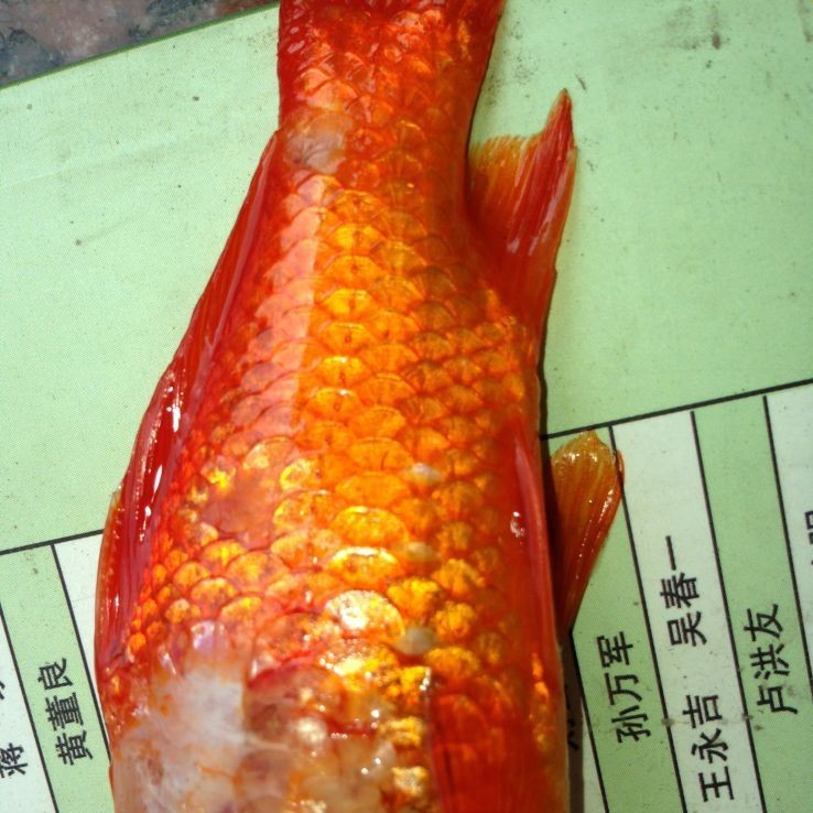 治療魚真菌的藥：西安寶樂康動(dòng)物保健有限公司魚類真菌感染用什么藥最好