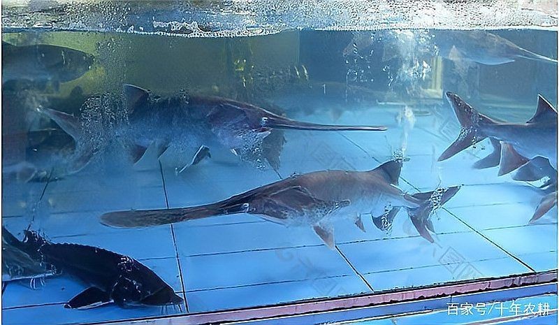 湖南鴨嘴魚多少錢一斤：湖南地區(qū)的鴨嘴魚價(jià)格受多重因素影響市場(chǎng)價(jià)格受影響